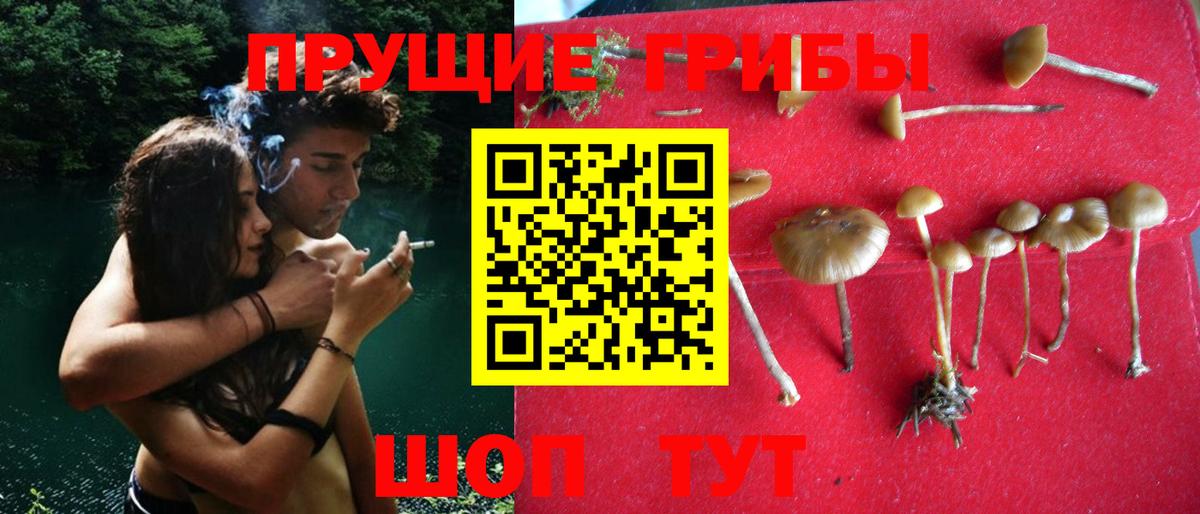 Псилоцибиновые грибы GOLDEN TEACHER  купить закладку  Таганрог  Вход с VPN  Псилоцибиновые грибы Psilocybe 